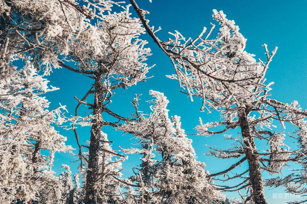 高清摄影 自然 壁纸 一群树木在蓝天下的积雪覆盖下