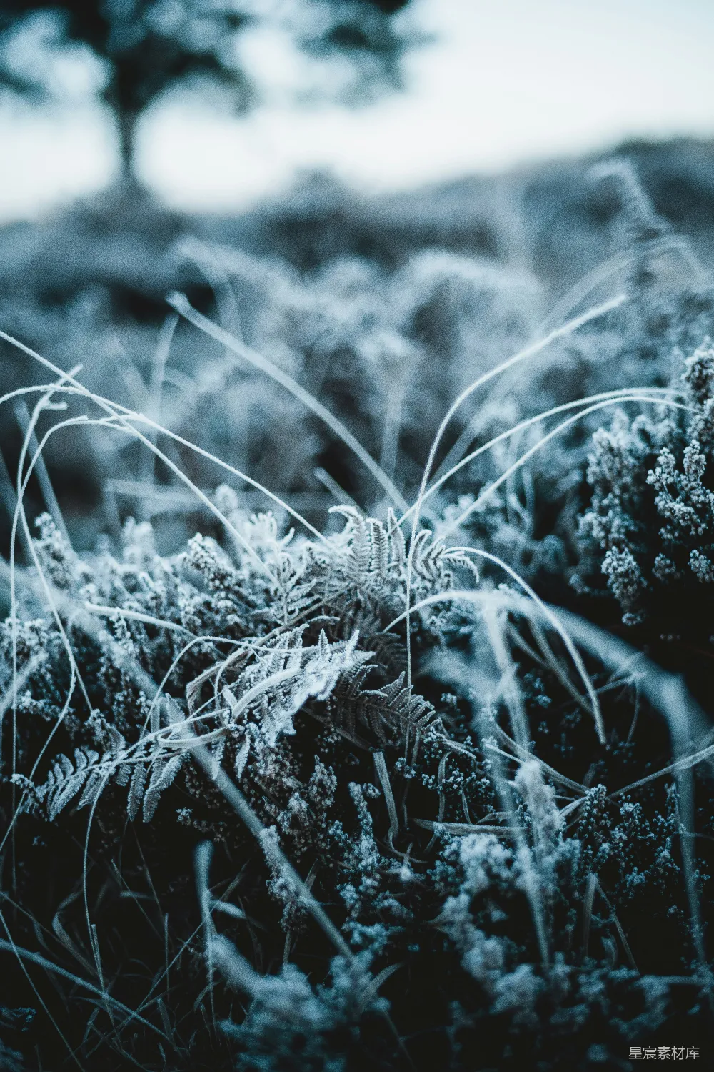 高清摄影  一张覆盖着雪的田野的特写照片