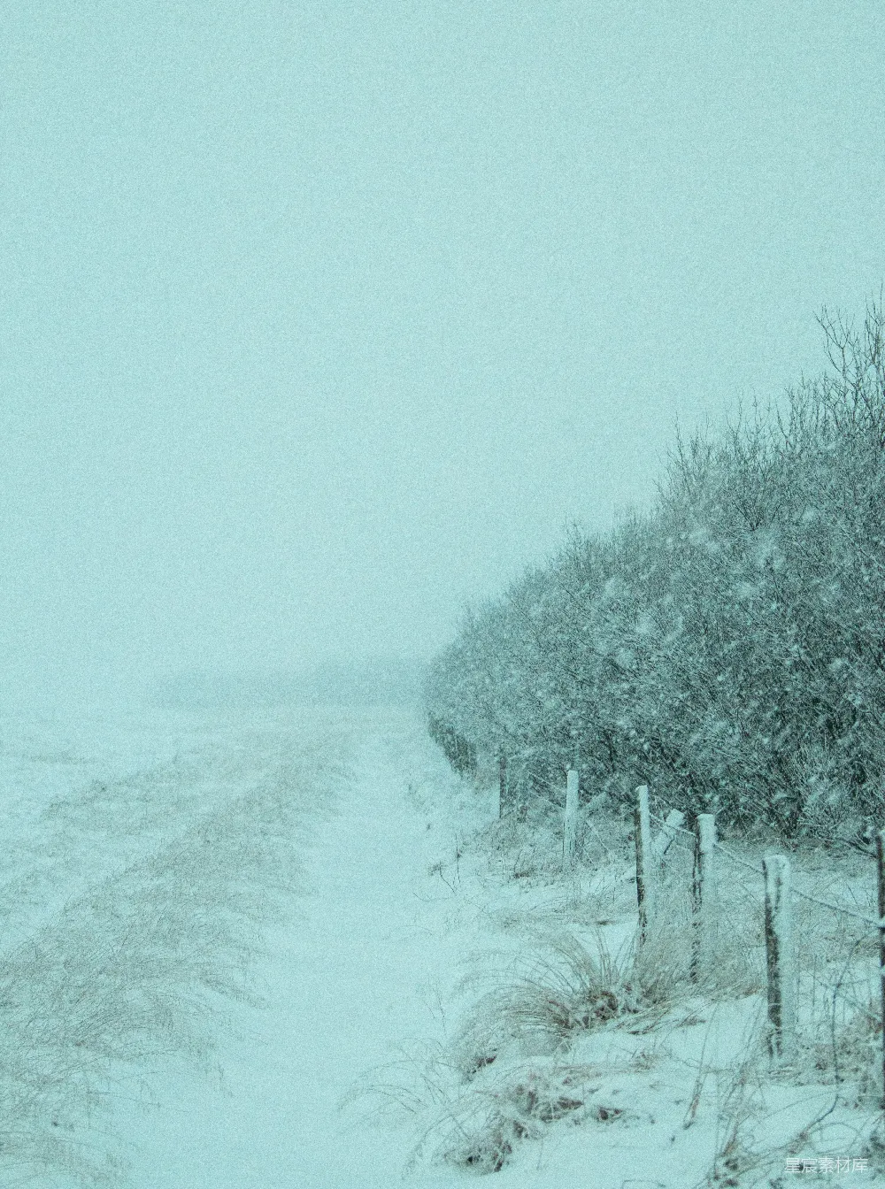 高清摄影  绿树覆盖着白雪
