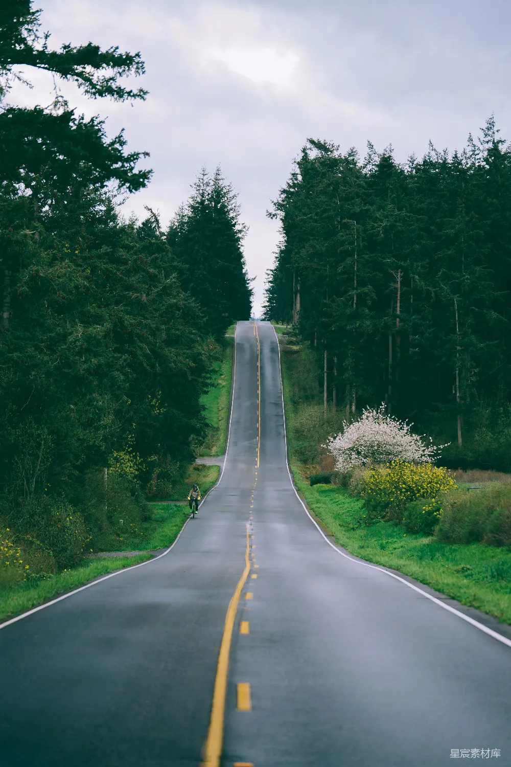 灰暗的混凝土道路旁有绿树。