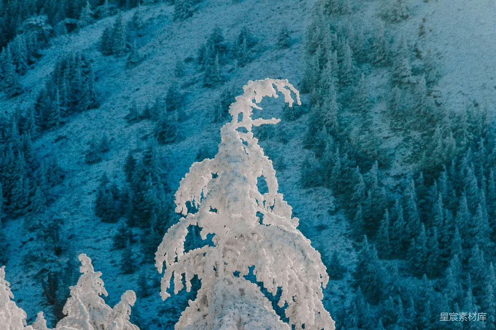 高清摄影 自然 冬季山坡上的积雪覆盖的树木。