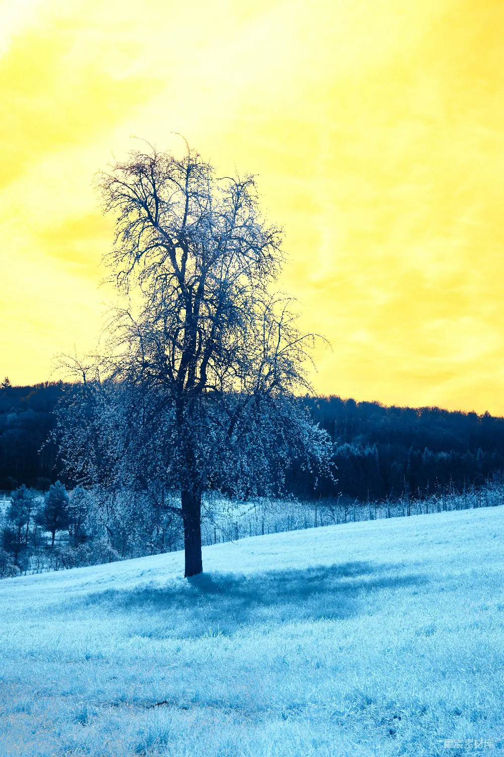 高清摄影 实验性 在雪地里，一棵孤零零的树独自站立。