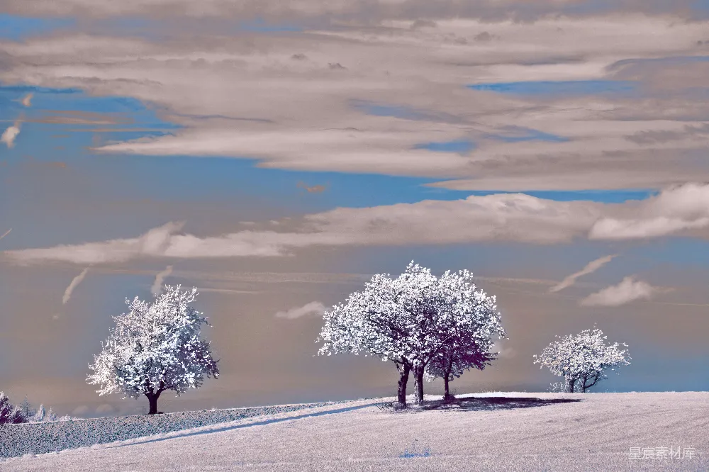 高清摄影 壁纸 实验性 在阴云密布的天空下，白色景观中的雪树。