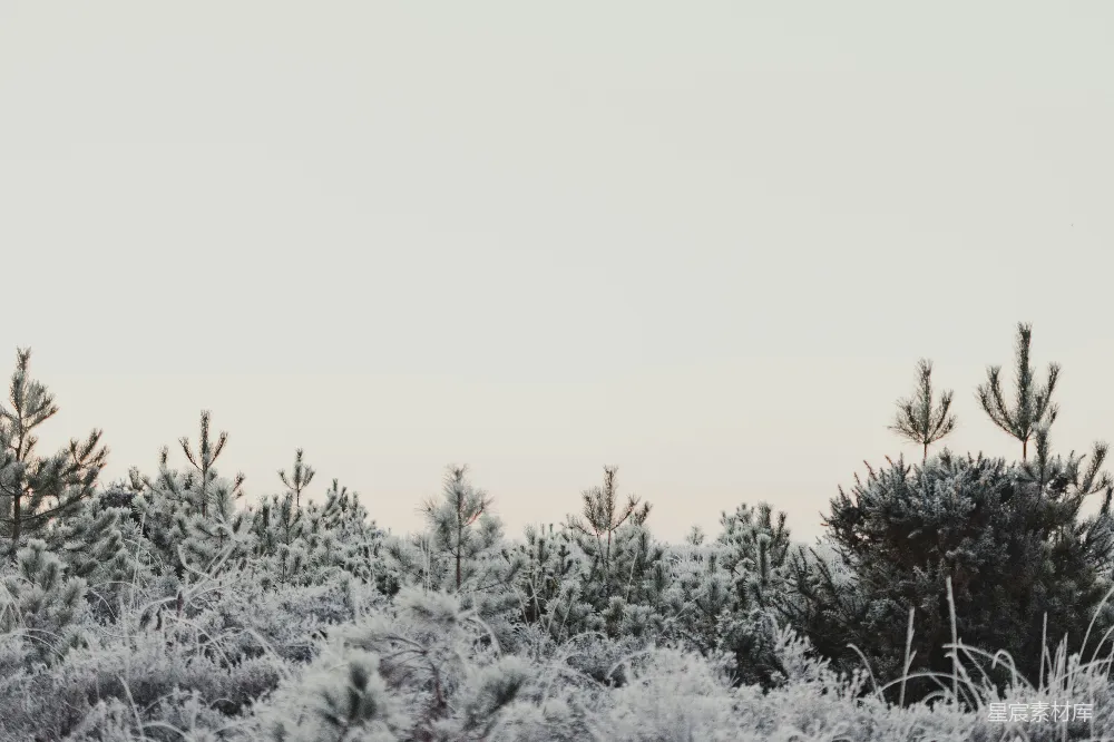 高清摄影  一片覆盖着雪的田野，背景中有树木。