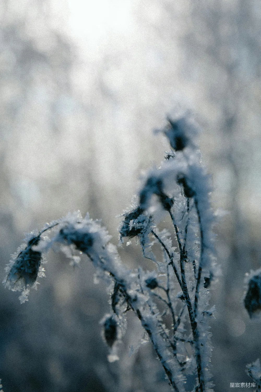 高清摄影  白天覆盖着积雪的树