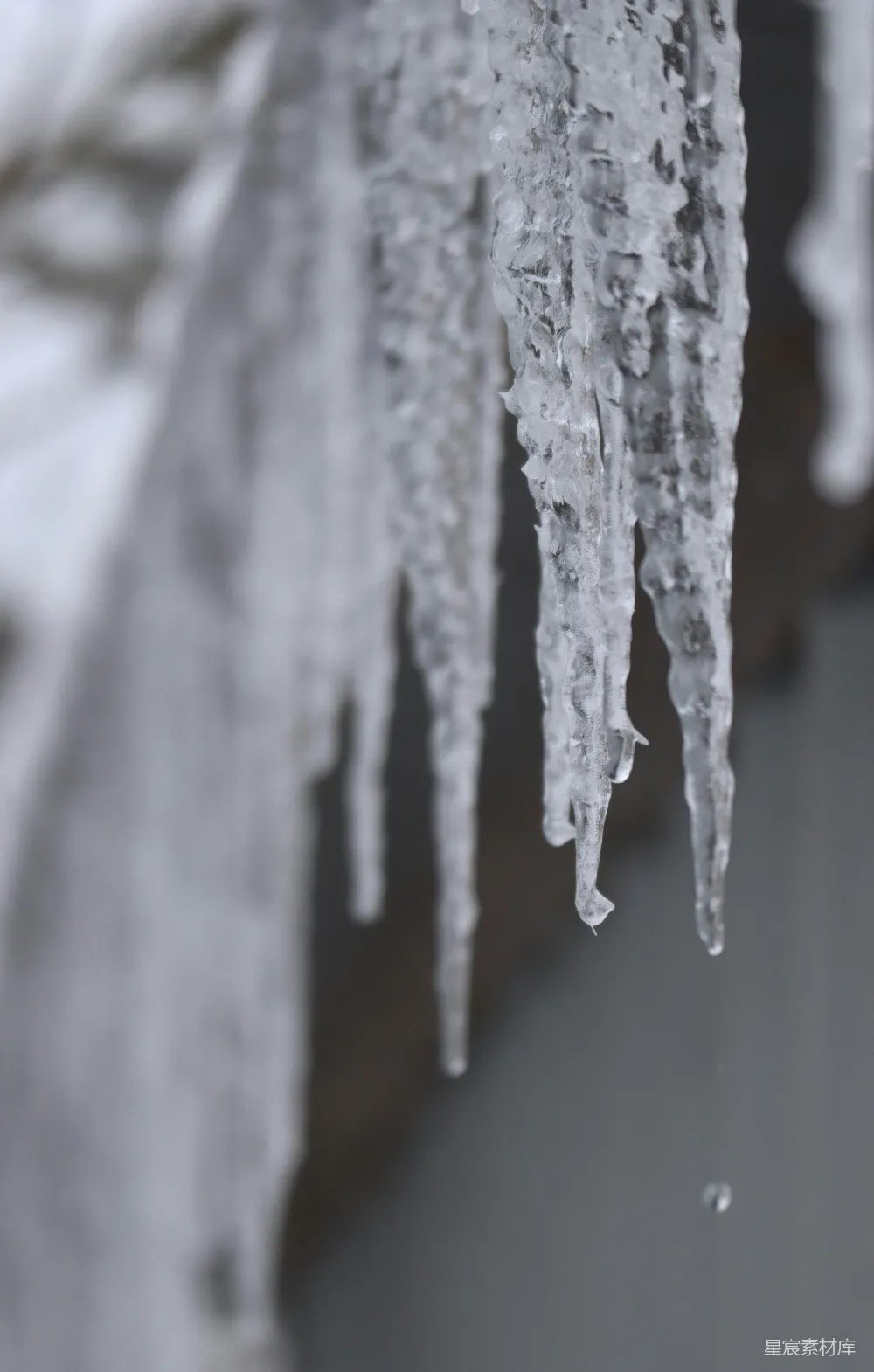 高清摄影  树枝上挂着的冰锥在雪中