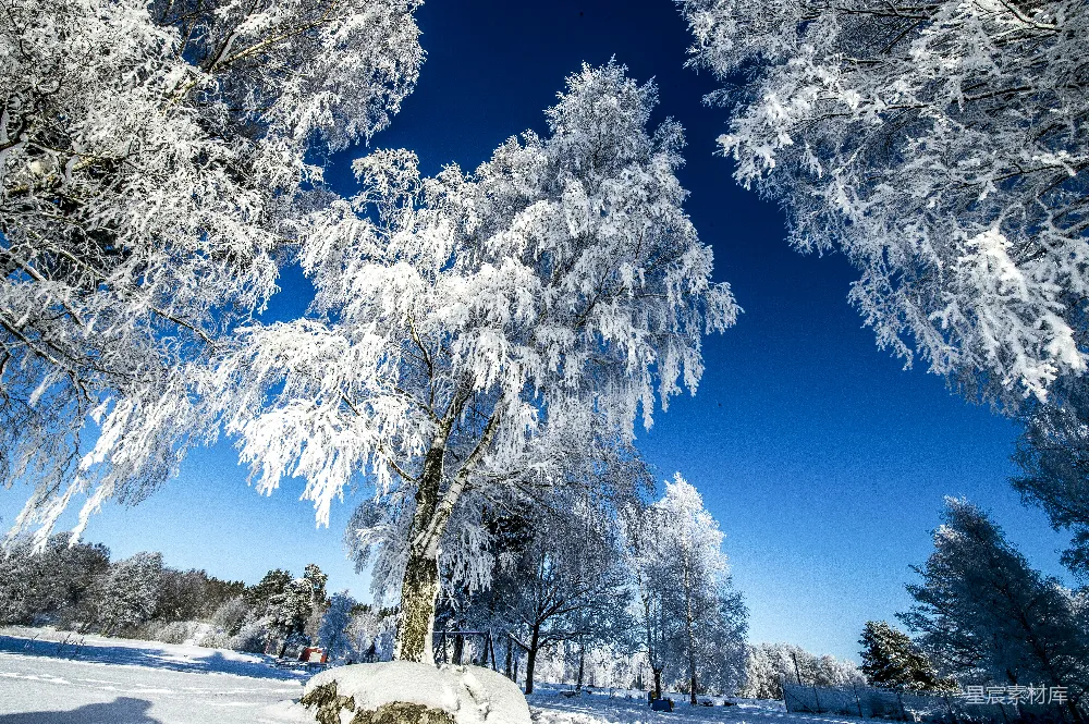 高清摄影  覆盖着积雪的森林，背景是蓝天。