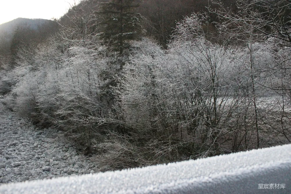 高清摄影  覆盖着积雪的森林，树木丛生