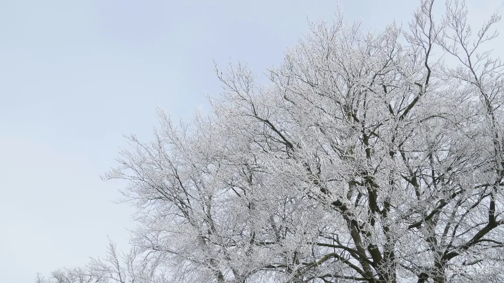 高清摄影  一棵被雪覆盖的大树，旁边是一片森林。