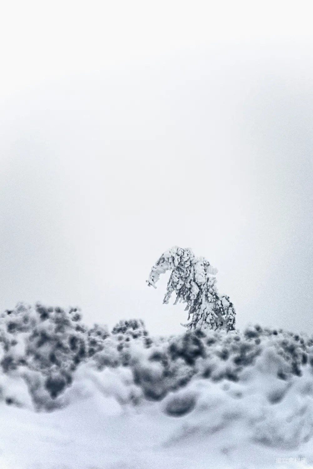 高清摄影 自然 壁纸 白天覆盖着白雪的树