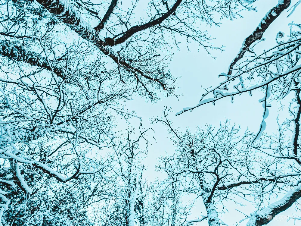 高清摄影 壁纸 自然 实验性 旅行 白雪覆盖的树木映衬着淡色的天空