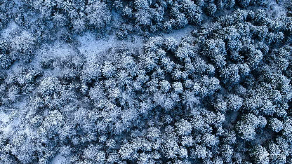高清摄影  从高空俯瞰的积雪覆盖的树木。