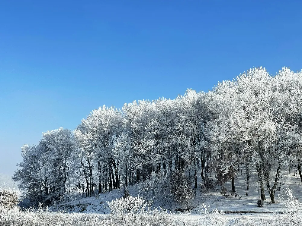 高清摄影  白天蓝天下的积雪覆盖的树木