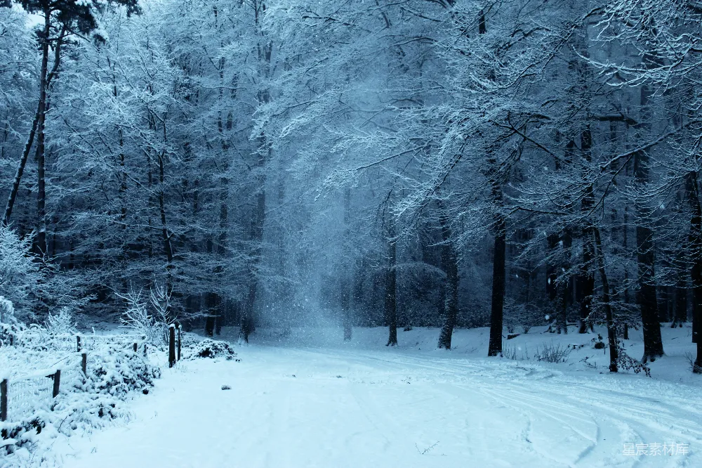 我正开车经过白雪覆盖的风景，前往办公室，直到忍不住拐了一个小小的弯道进入森林。我不得不出去几分钟，然后在空间天文台的停车场停了下来。那里非常安静。突然，一阵孤独的风沿着入口路吹过树林。我转过身来，出于冲动，用手中拿着的手机拍了一张照片，捕捉到雪花从稀疏的树枝上飘落的景象。这张照片并没有完全反映出这个场景的宁静；但它让我回到了那个地方，这就足够了。