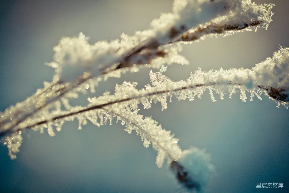 高清摄影  棕色树枝上的白雪