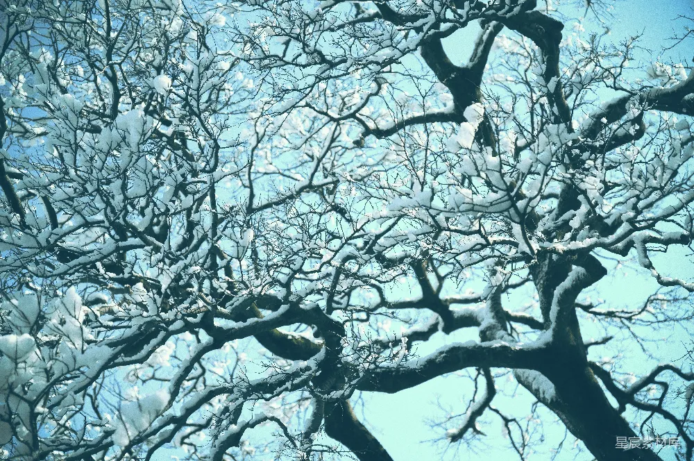 高清摄影  一棵树被雪覆盖着，背景是蓝天。