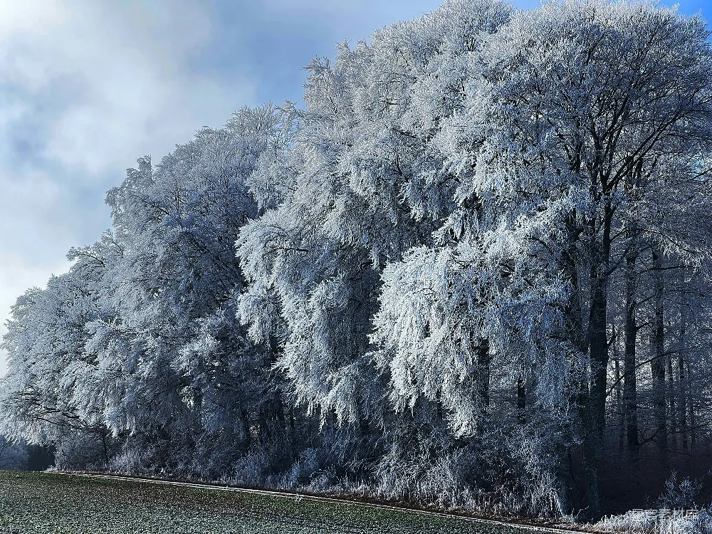 高清摄影  一棵被雪覆盖的大树，旁边是一片水域。