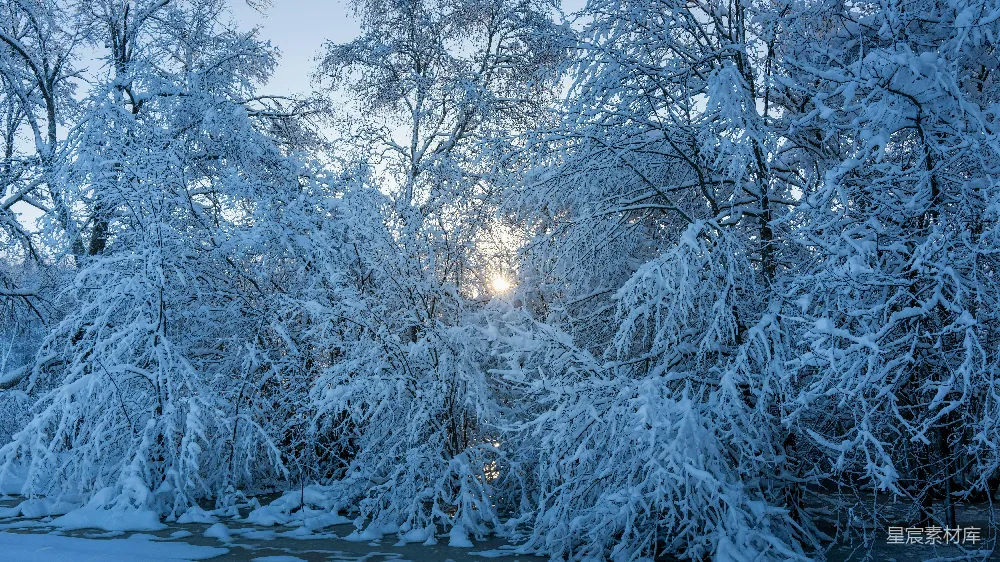 高清摄影  积雪覆盖的树木在冬日的阳光下闪耀。