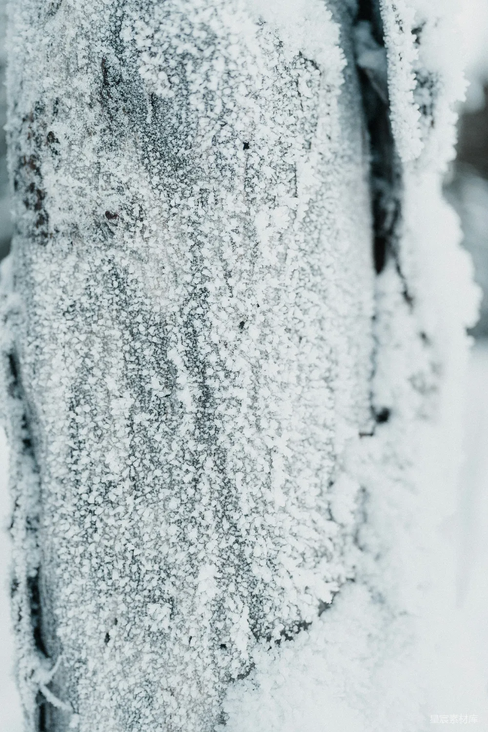 高清摄影  一棵被雪覆盖的树干的特写