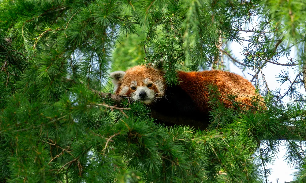 一只红熊猫坐在树上