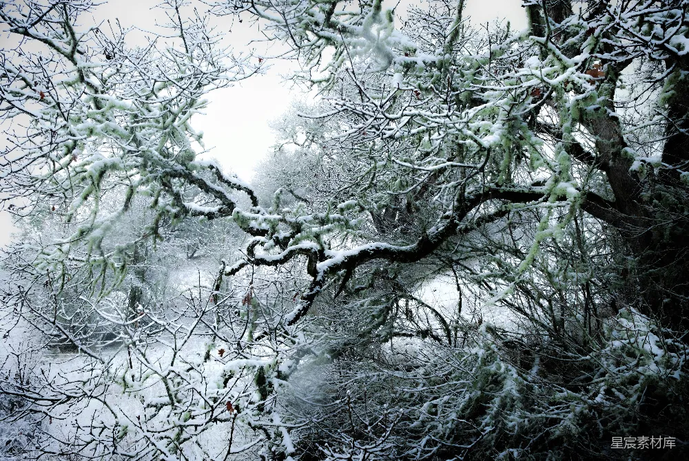高清摄影  一棵覆盖着雪的树，旁边是一片森林。