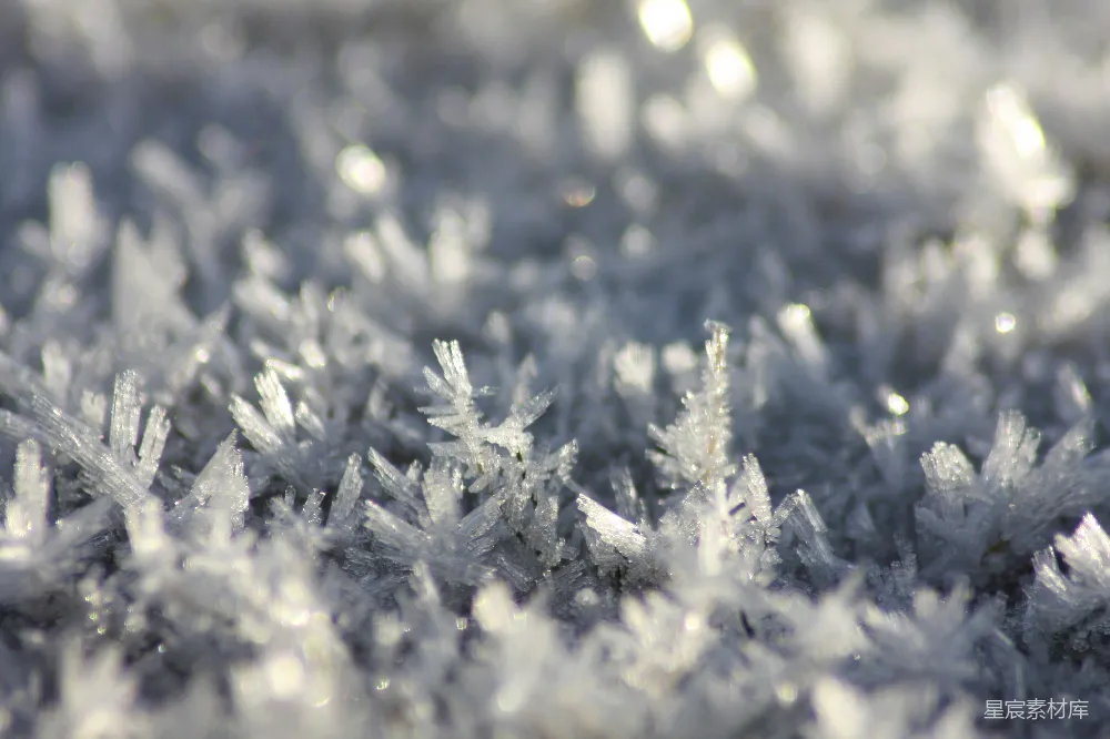 高清摄影  白雪覆盖在绿松树上