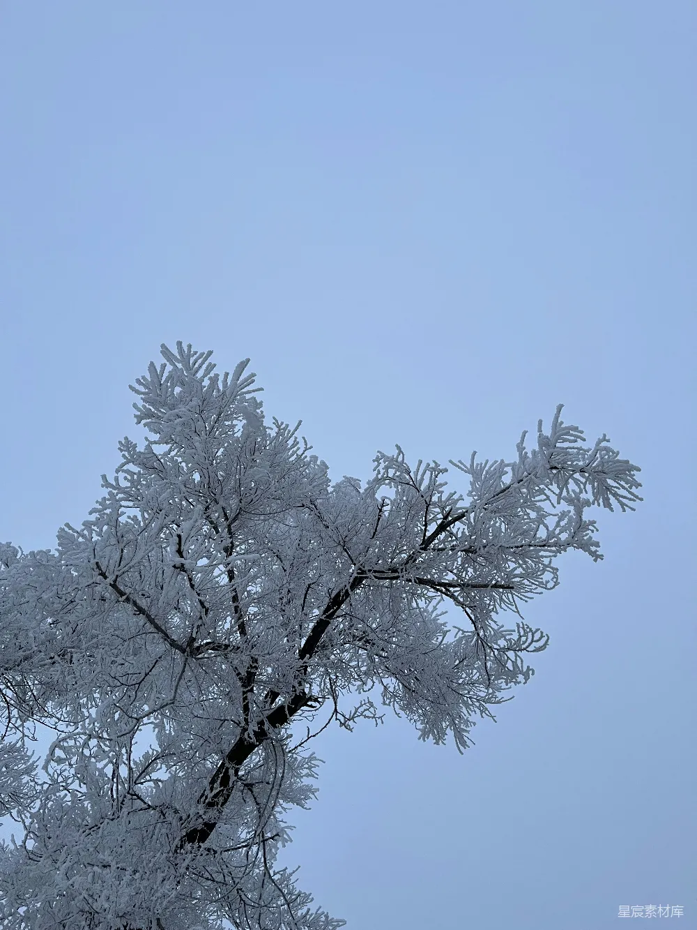 高清摄影  一棵很高的树，上面覆盖着许多积雪。