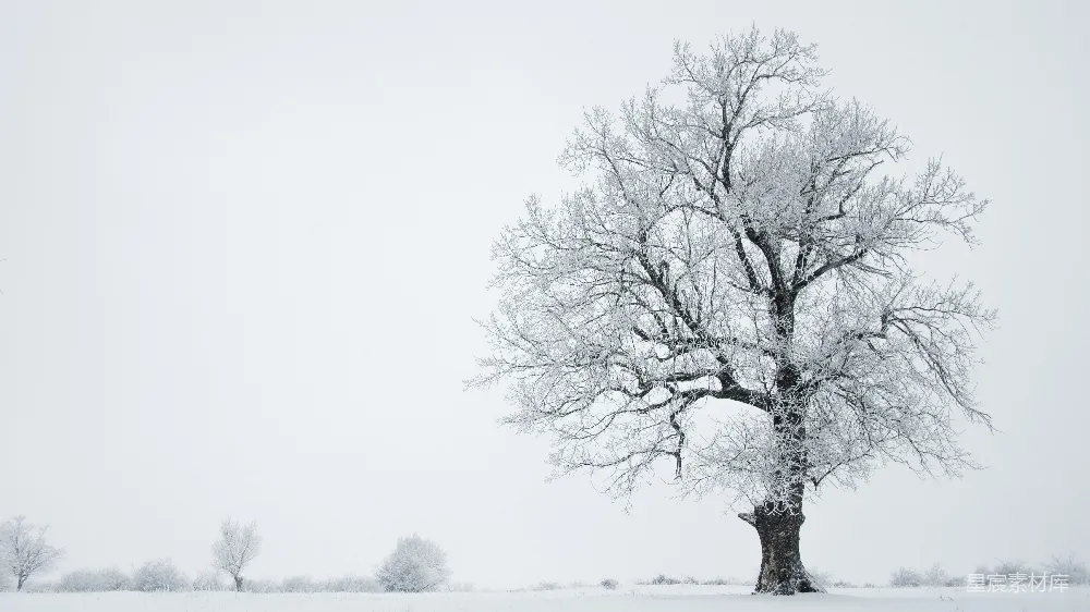 高清摄影  雪中的树