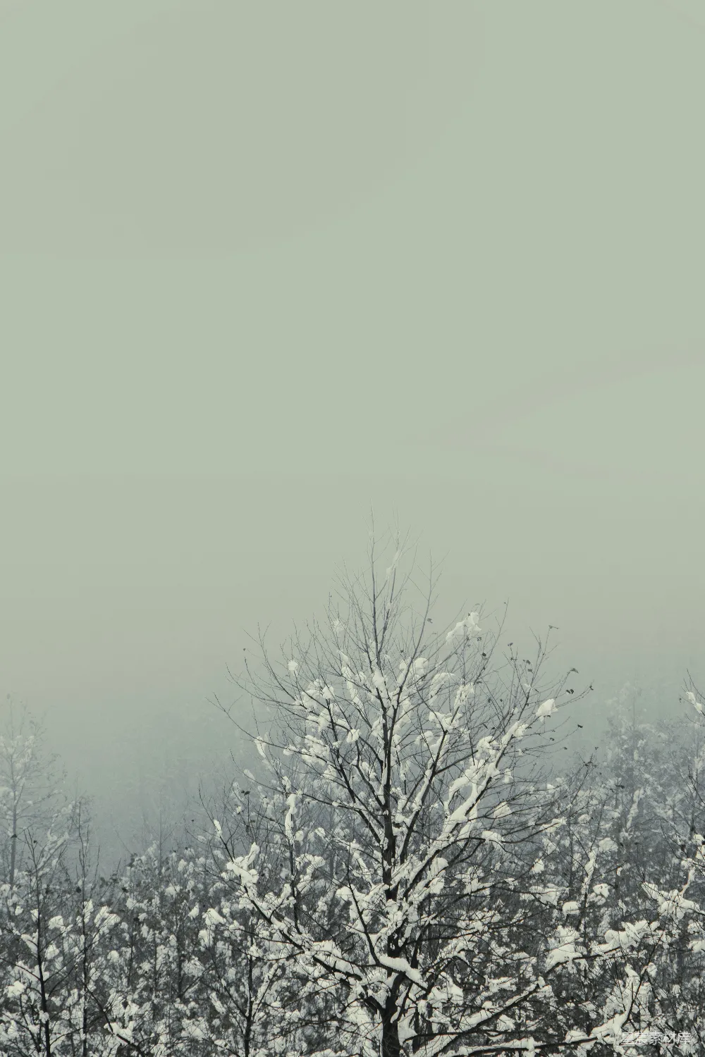 高清摄影 实验性 自然 壁纸 雾气中的雪树。