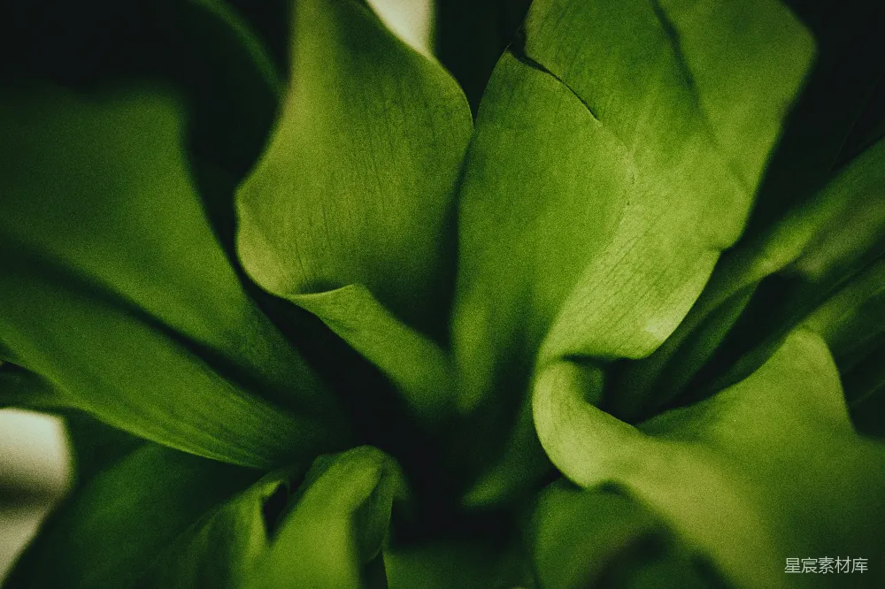 一棵植物的特写镜头，叶片是绿色的