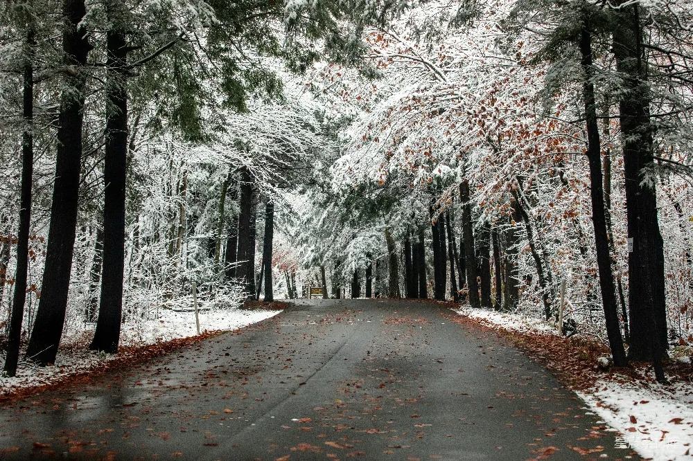 高清摄影  树木覆盖着积雪的灰色道路