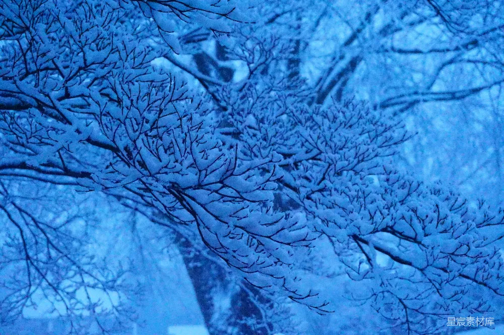 高清摄影 自然 被雪覆盖的树枝在蓝光下显得格外美丽。