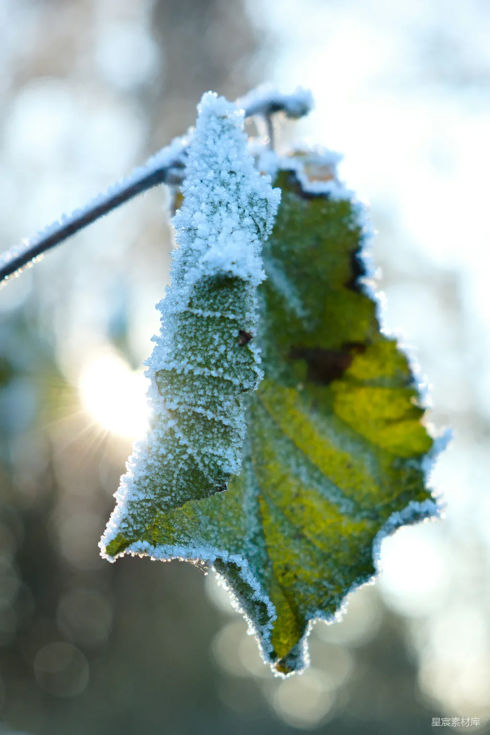 高清摄影  一片叶子覆盖在树枝上的雪中