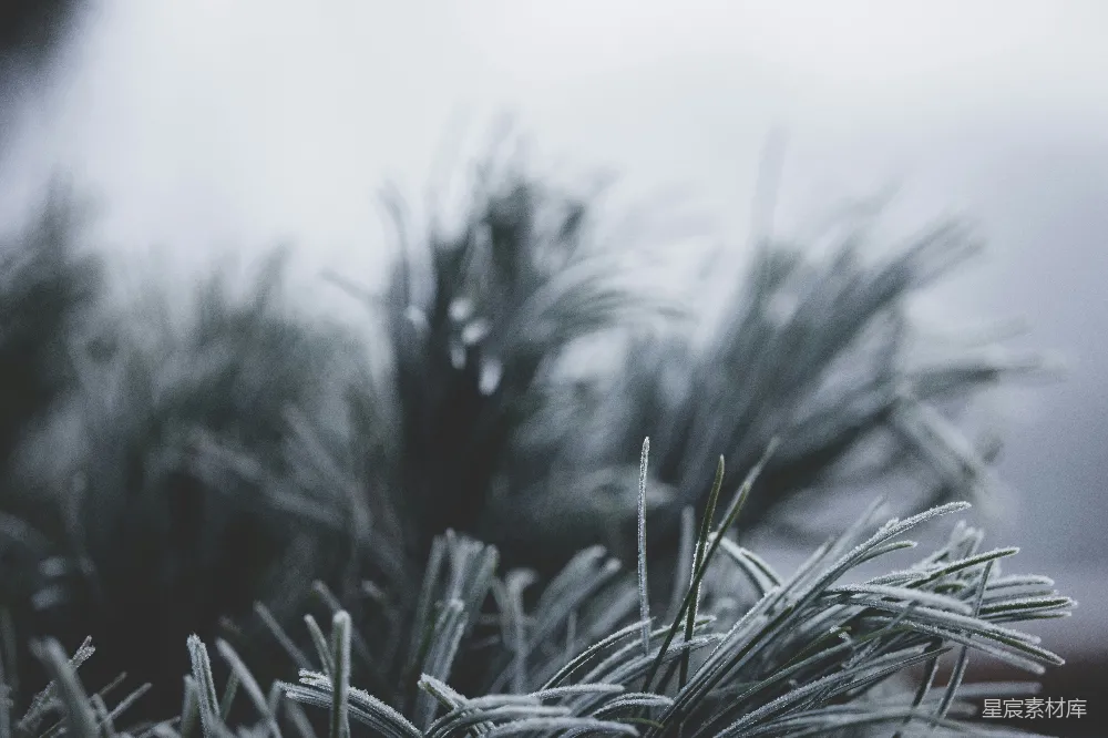 高清摄影  一棵松树的特写，上面覆盖着积雪。