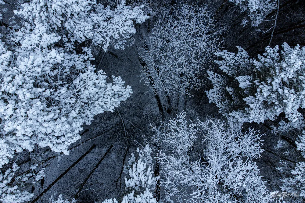 高清摄影  从高处看到被雪覆盖的松树。