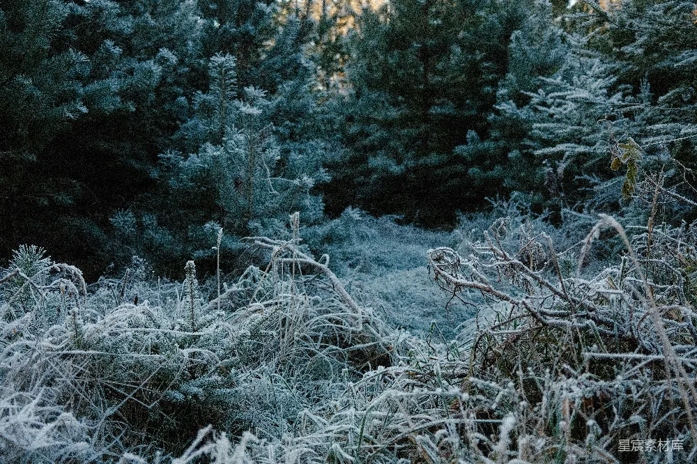 高清摄影  覆盖着霜雪的森林地面，背景中有松树。