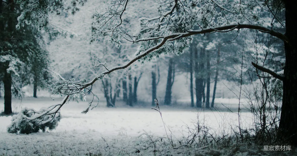 高清摄影 自然 光秃秃的树上覆盖着雪
