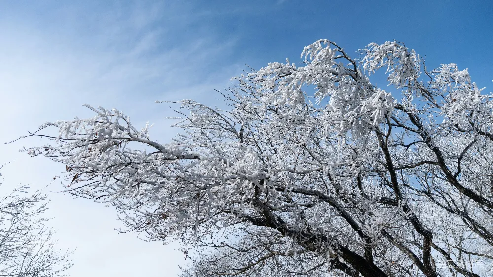 高清摄影  白雪覆盖的树枝映衬着明亮的蓝天