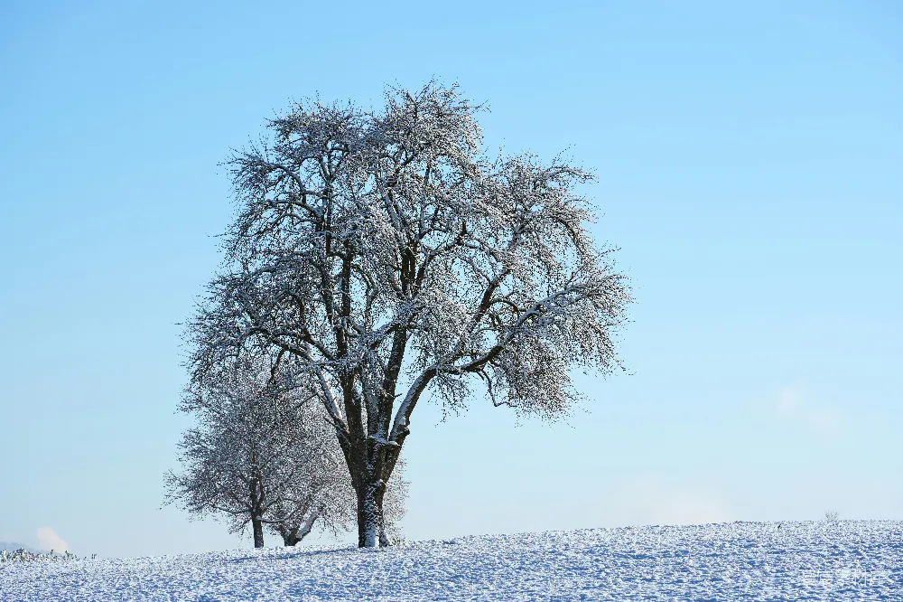 高清摄影 壁纸 一片田野中间的被雪覆盖的树