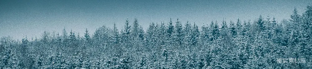 高清摄影  覆盖着积雪的森林里有许多树木。