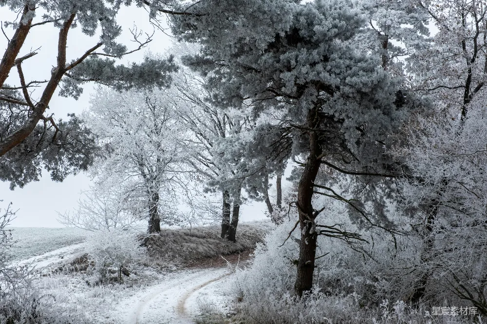 高清摄影  一条覆盖着雪的林中小路