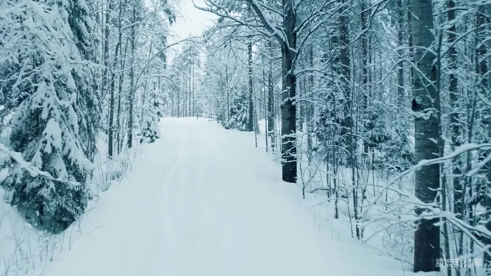 高清摄影  一条被雪覆盖的小径穿过森林中