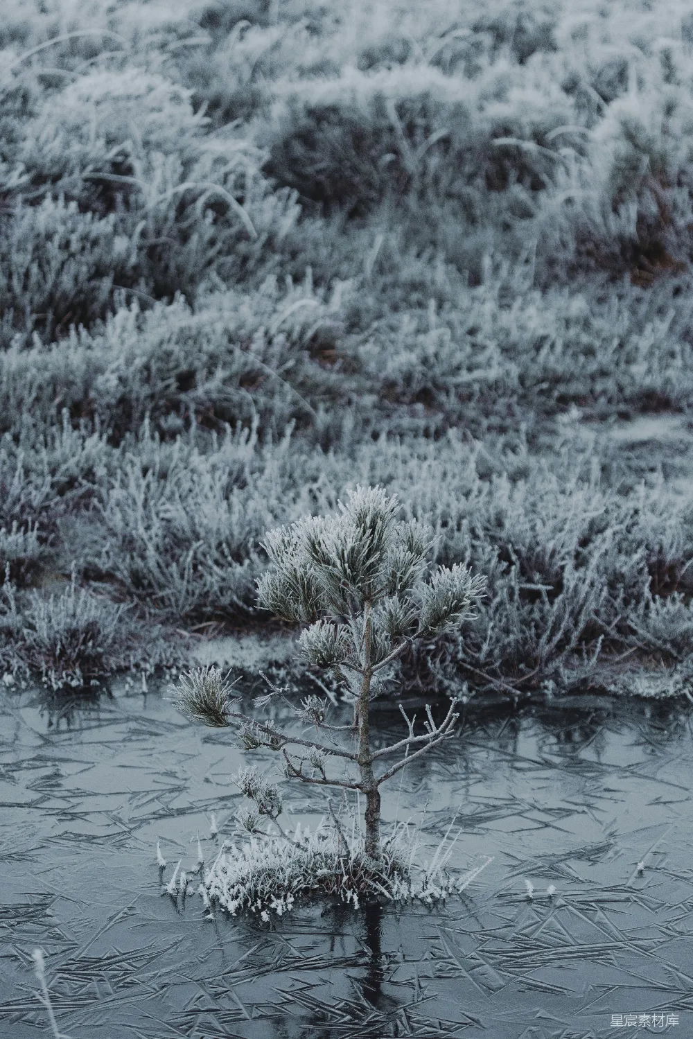 高清摄影  一棵小树站在田野中央
