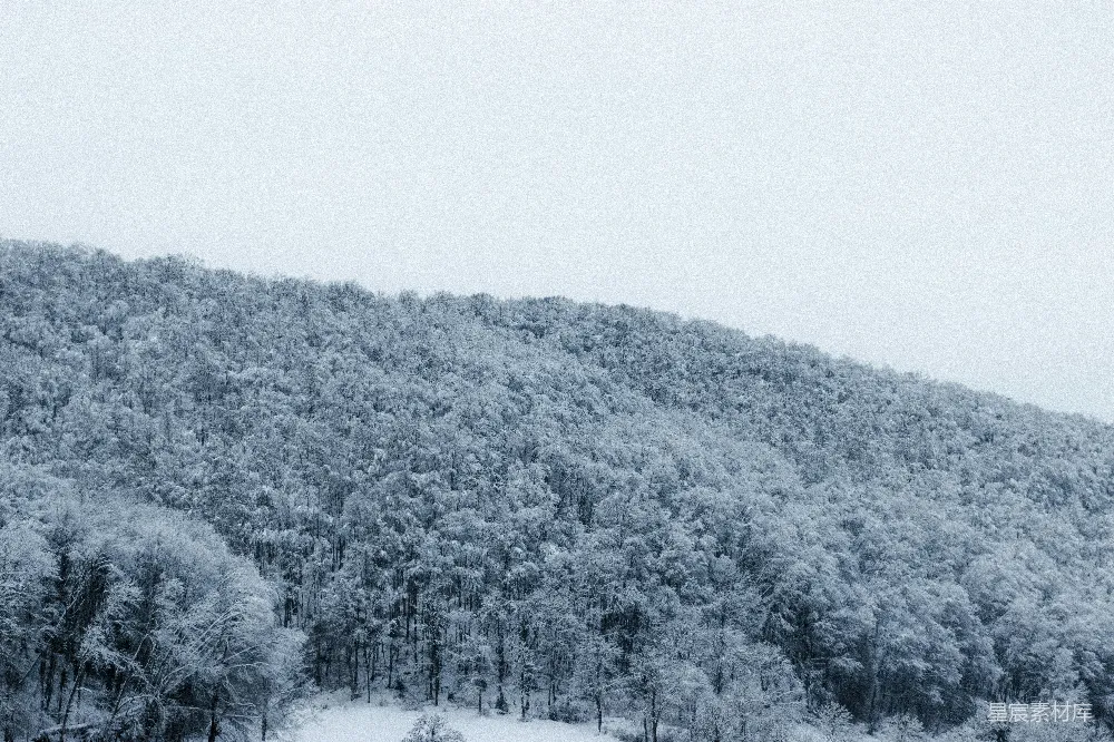 高清摄影  黑白照片中的树木覆盖着雪。