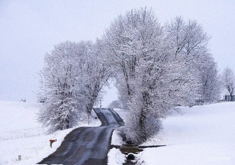 高清摄影  公路旁被雪覆盖的光秃秃的树