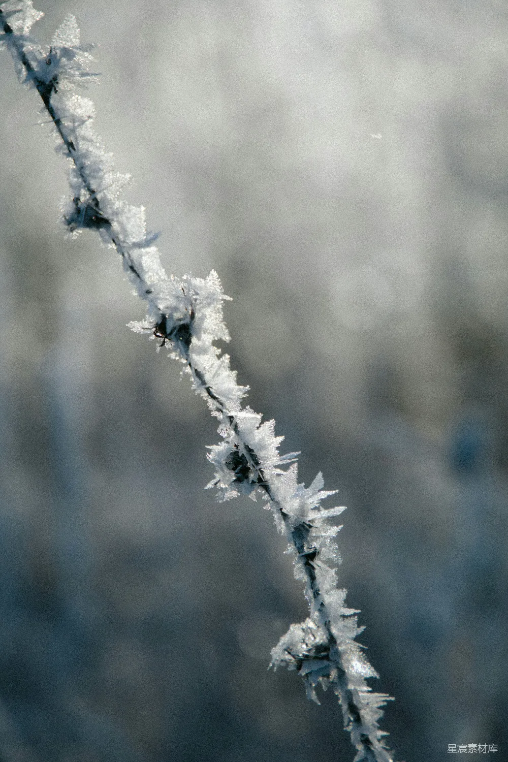 高清摄影  被雪覆盖的树枝在微移镜头中