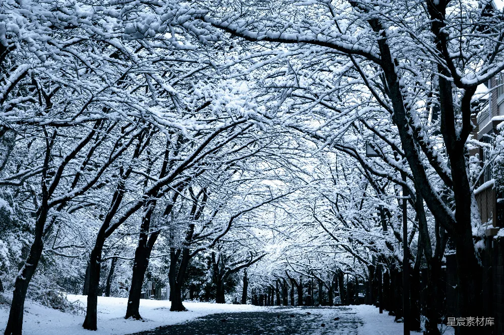 高清摄影 壁纸 冬季，积雪覆盖的树木沿着小路排列。