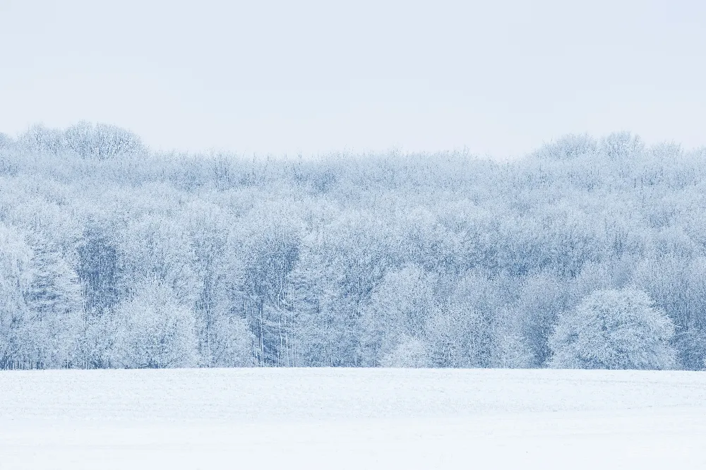 高清摄影  冬季森林景观中的积雪覆盖的树木。