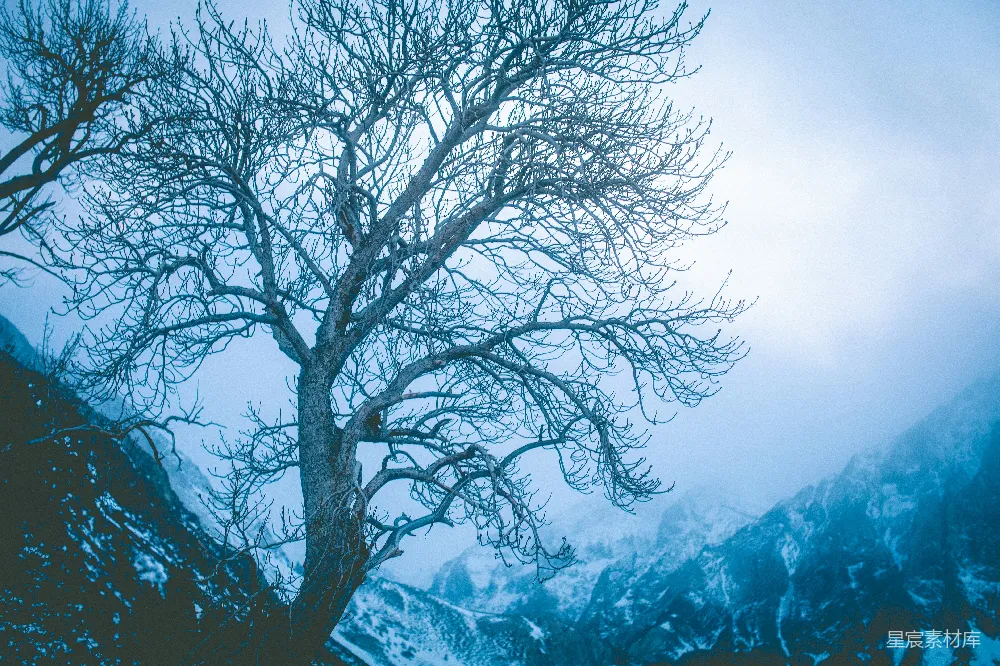 高清摄影  一片雪地中孤树独立