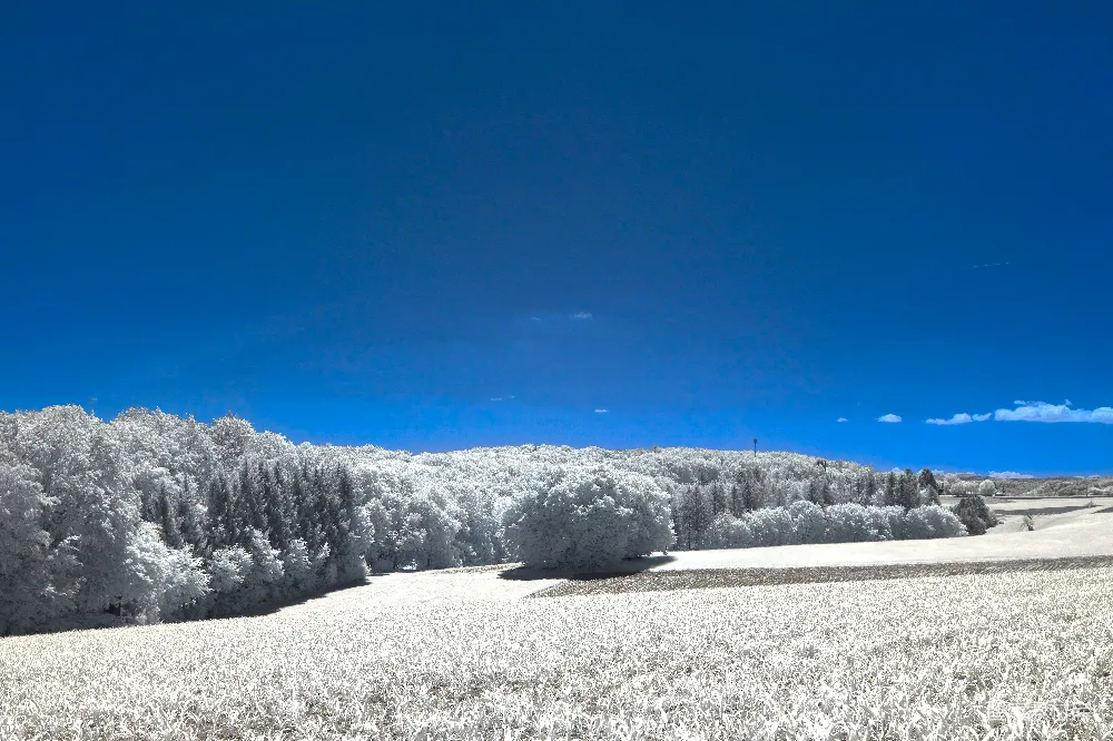 高清摄影 实验性 蓝天下的雪覆盖树木